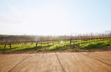 Vineyard landscape, farm and road in nature with sky background, mockup space and sunshine. Street, outdoor and summer in countryside, farmland and growth with sustainability, development and mock up