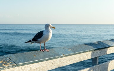 Closeup shot of a seagull on a pier at sunset