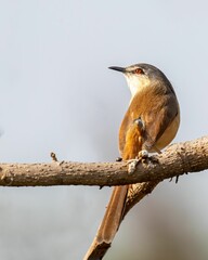 Selective focus shot of ashy prinia (Prinia socialis) perched on a branch