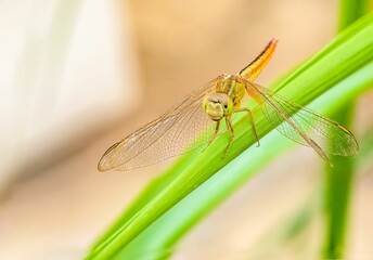 Macro shot of a dragonfly perched on green grass