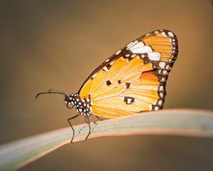 Macro shot of plain tiger butterfly (danaus chrysippus)