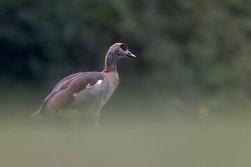 Closeup of Egyptian goose on a grass ground