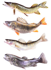 Collection fish on white background