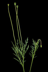 Green leaf and stem of poppy, lat. Papaver, isolated on black background