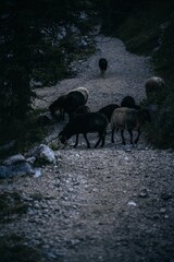 Fototapeta na wymiar Vertical shot of the black Romanov sheep on the gravel road