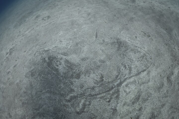 Spiny butterfly Ray - Gymnura altavela in the Atlantic Ocean © Mike Workman