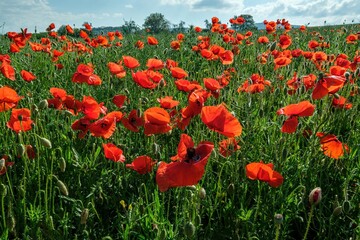 Amazing spring poppy field landscape against colorful sky and light clouds  Summer colours landscape