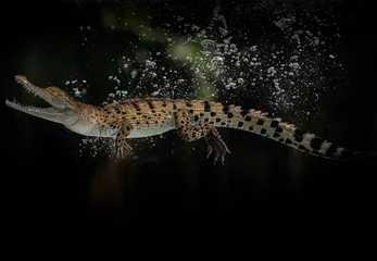 Poster New Guinea crocodile (Crocodylus novaeguineae) swims underwater in terrarium © Esjete/Wirestock Creators