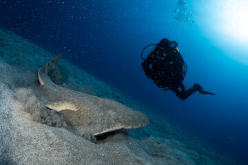 Female scuba diver with Angel Shark 