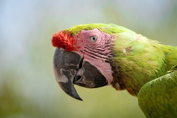 Naklejka premium Closeup of Ara parrot head in blurred background