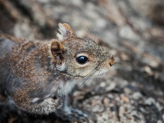Macro of a cute squirrel