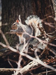 Closeup of gray squirrel on wood