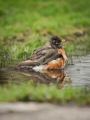 American Robin perching near lake