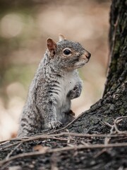 Closeup of gray squirrel on wood