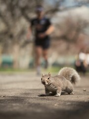 Closeup of gray squirrel on ground