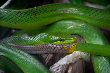 Portrait of asian tropical bright green wild snake looking at camera with the eye rolled itself up into a ball
