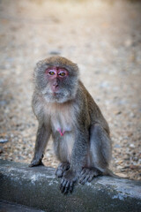 Portrait of asian wild brown female macaque monkey animal sitting on the kerbside stone and looking at camera at a sunny day in Thailand