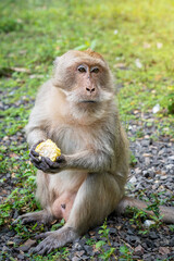 Portrait of wild brown fur macaque monkey animal eating maize corn, sitting on the ground and looking aside against background of green lawn grass at a sunny day in Thailand