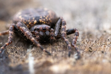 macro photo of a spider on a rock