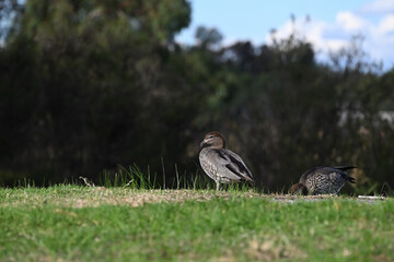 A female Australian wood duck atop a grassy hill, holding something in its bill, as another duck bends over to forage for food behind it