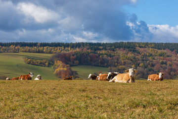 Cows chilling in a meadow in Beskid Niski, Poland. - obrazy, fototapety, plakaty