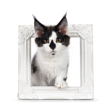 Cute black and white Maine Coon cat kitten, standing in empty picture frame. Looking towards camera with cute koala nose. Isolated on a white background.