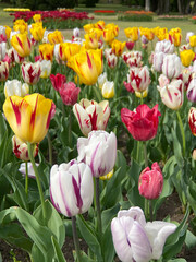 group of colourful tulips in a garden