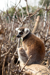 Ring-tailed lemur is hiding among tree branches