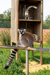 The ring-tailed lemur is sitting on a fence in a Greece zoo, Lemur catta.