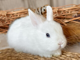 little white rabbit in Easter d&eacute;cor