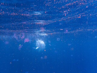 Plastic ocean pollution in red sea, near Jaz Lamaya, Coraya bay, Marsa Alam, Egypt