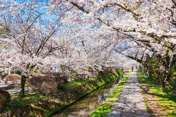 春の京都　哲学の道