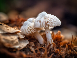 White mushrooms growing on forest soil.