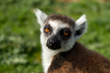 Obraz premium The ring-tailed lemur in a Greece zoo, Lemur catta. Close up macro photo.