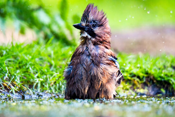 Ede, the Netherlands. April 2020. Jay bird taking a bath.