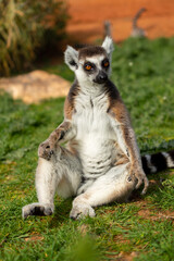 The ring-tailed lemur is sitting on a green grass in a Greece zoo, Lemur catta.
