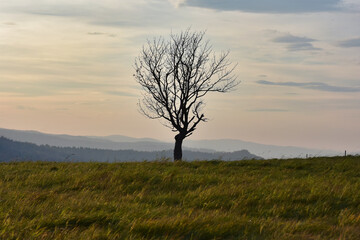 A solitary tree in a mountainous landscape.