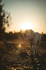 Obraz na płótnie Canvas Selective focus shot of a white Labrador retriever outdoors at sunset