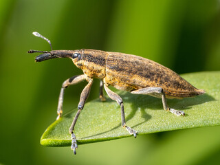 Large weevil (approx 20mm) sitting on a Bluebell leaf in urban garden