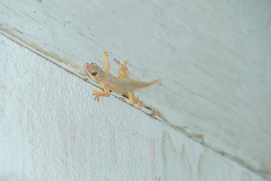 A little brown lizard perched on a light blue cement wall.  It thrives in the tropics, inhabiting people's homes by hiding and disguising themselves to match the color of the walls they live on.