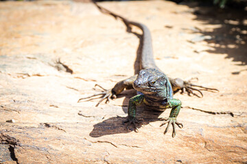 Northern Tenerife Lizard (cgalloti eisentrauti)