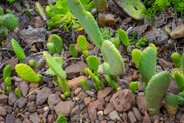 Cactus growing in Volcanic forest - The resilience of plants
