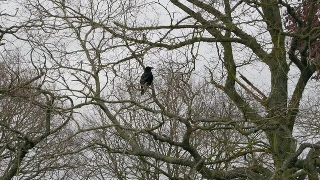 Raven Perched in an Oak Tree