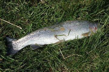 Frisch gefangene Forelle im Gras 