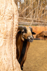 Cameroon dwarf sheep is hiding behind the tree in zoo
