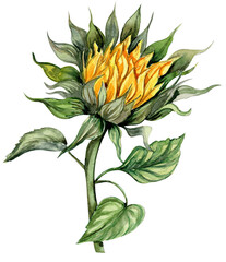 Sunflower, watercolor flower. Hand drawn illustration isolated on white. Summer yellow garden. Designf for baby shower party, birthday, cake, holiday celebration design, greetings card,invitation.