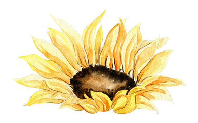 Sunflower, watercolor flower. Hand drawn illustration isolated on white. Summer yellow garden. Designf for baby shower party, birthday, cake, holiday celebration design, greetings card,invitation.