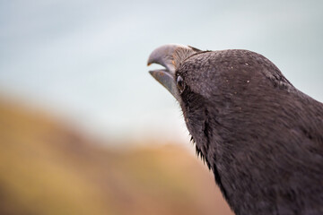 Raven sitting above hiking sign in the Anaga National Park 