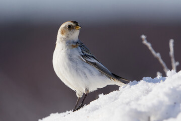 Snow bunting (Plectrophenax nivalis) standing in the snow in early spring.	
