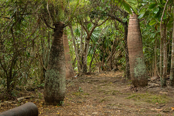 Critically endangered Bottle palms Hyophorbe lagenicaulis on Ile aix Aigrettes island, Mauritius